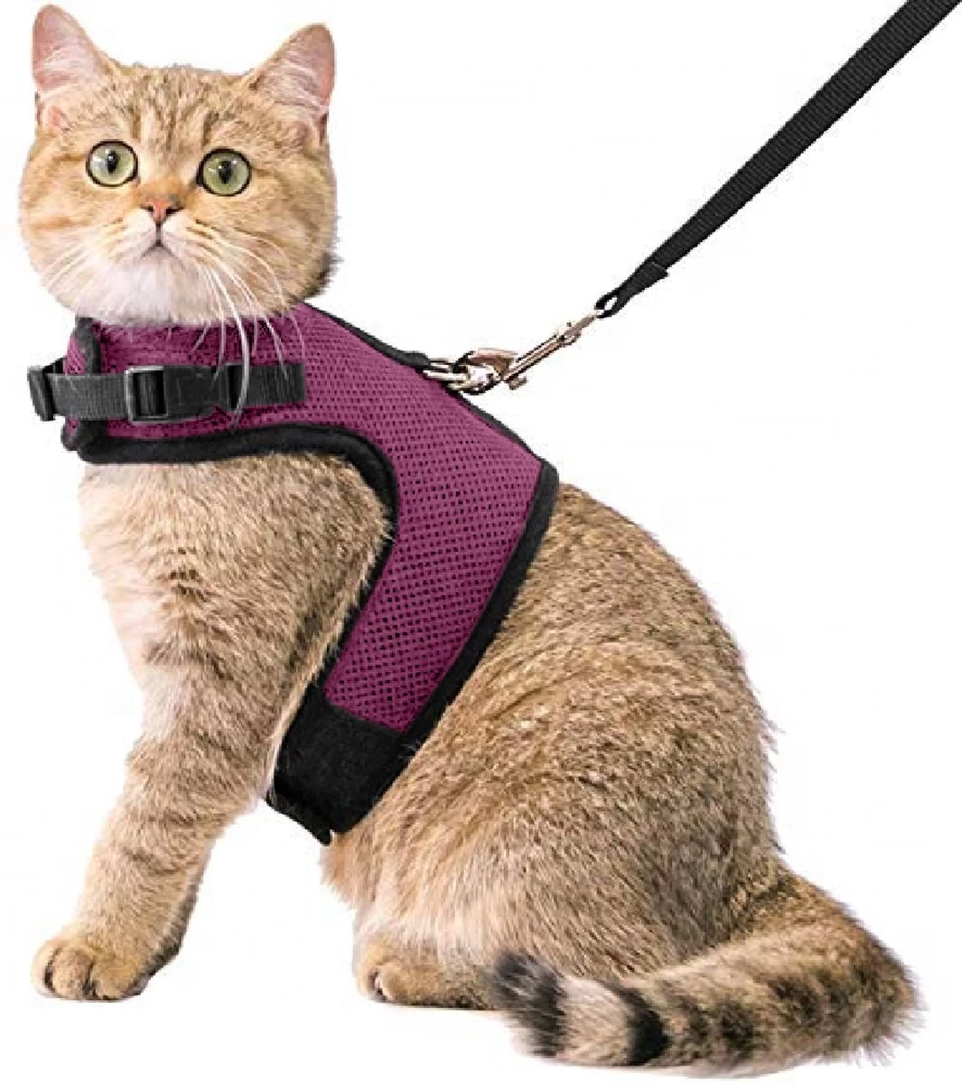 Kattentuigje Met Leiband Riem Kattenharnas Paars Maat M Kat & Kitten - Dieren Kattenriem - Cat Leash - Halsomvang 20 Tot 26cm - Borstomvang 30 Tot 34cm - Zootic® 3 Kattentuigje Met Leiband Riem Kattenharnas Paars Maat M Kat & Kitten - Dieren Kattenriem - Cat Leash - Halsomvang 20 Tot 26cm - Borstomvang 30 Tot 34cm - Zootic®