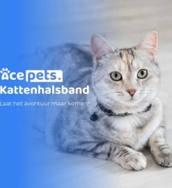 ACE Pets Reflecterende Kattenhalsband Met Veiligheidssluiting – Halsband Kat & Kitten - Met Adreskoker - Kittenhalsband & Kattenbandje Met Belletje - Zwart -Katten Hondenbenodigdheden Winkel 1096x1200 3