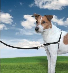 Petsafe Easy Walk® Deluxe Harness - Hondentuigje - Blauw - M - 1,8 M -Katten Hondenbenodigdheden Winkel 1152x1200 1