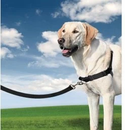 Petsafe Easy Walk® Deluxe Harness - Hondentuigje - Blauw - M - 1,8 M -Katten Hondenbenodigdheden Winkel 1152x1200 2