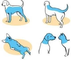 Frontline Spray Anti Vlooienmiddel En Tekenmiddel Hond En Kat - 250 Ml -Katten Hondenbenodigdheden Winkel 1200x1008 1