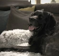 Quzi Hondenkussen Voor Bank - Fluffy Hondendeken - Bankbescherming Hond - 85x85cm - Afneembare Hoes -Katten Hondenbenodigdheden Winkel 1200x1140 9