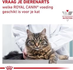Royal Canin Mobility - Kattenvoer - 2 Kg -Katten Hondenbenodigdheden Winkel 1200x1161 15