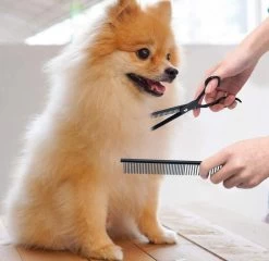 Petsify - Professionele 8-delige Huisdier Knipset - Effileerschaar Hond - Kam Hond - Schaar Hond - Katten Kam - Hondenschaar - Trimschaar Voor Honden - Kapperset - Zwart -Katten Hondenbenodigdheden Winkel 1200x1166 2