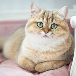 Lord Lou - George Roze Velvet S - Luxe Hondenmand - Luxe Kattenmand - 49x40x31 -Katten Hondenbenodigdheden Winkel 1200x1197 2