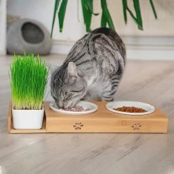 Pfotenolymp® Voederstation Met Kattengras Voor Katten - Porseleinen Kattenbak/Voedingsbak - Verhoogde Kom Set Met Kattengrasbak - Voerbak Hoog 13 Pfotenolymp® Voederstation Met Kattengras Voor Katten - Porseleinen Kattenbak/Voedingsbak - Verhoogde Kom Set Met Kattengrasbak - Voerbak Hoog -Katten Hondenbenodigdheden Winkel 1200x1200 1027