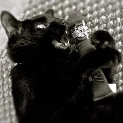 Yeowww Cigar Original Singles – Kattenspeeltjes Met De Meest Krachtige Catnip Ter Wereld! – Speelgoed Voor Katten Met Kattenkruid – Onweerstaanbaar – 17.7 Cm – Bruin 7 Yeowww Cigar Original Singles – Kattenspeeltjes Met De Meest Krachtige Catnip Ter Wereld! – Speelgoed Voor Katten Met Kattenkruid – Onweerstaanbaar – 17.7 Cm – Bruin -Katten Hondenbenodigdheden Winkel 1200x1200 1058