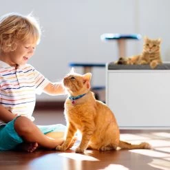 Relaxdays Kattenbak Ombouw - Met Zitkussen - Kattenhuis Wit - Kattenmeubel - Kattenkast -Katten Hondenbenodigdheden Winkel 1200x1200 1142