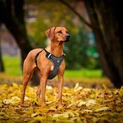 Hondentuigje - Anti-Trek Tuig - Hondenharnas - Y Tuig Hond - Reflecterend - Zwart - Maat XL -Katten Hondenbenodigdheden Winkel 1200x1200 266