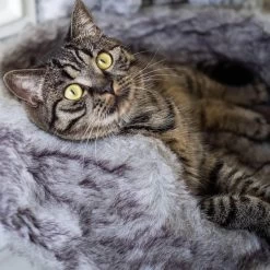 District 70 NORDIC - Luxe Kattenmand Op Pootjes - 40x30x25cm In Silver - Silver -Katten Hondenbenodigdheden Winkel 1200x1200 370