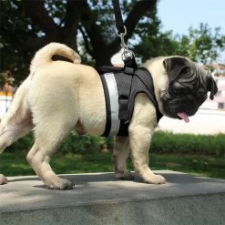 Hondentuig, Hondenharnas Met Hondenriem – Reflecterend - Zwart – Maat S (borst 30-35 Cm) 12 Hondentuig, Hondenharnas Met Hondenriem – Reflecterend - Zwart – Maat S (borst 30-35 Cm) -Katten Hondenbenodigdheden Winkel 1200x1200 44