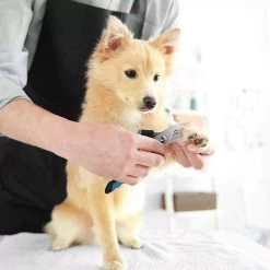 Merkloos Zetamo Professionele Nagelschaar|Nagelschaar Hond | Nagelschaar Kat| Nagelknipper Hond En Kat| Nagelknipper Kat| Nagelknipper Hond|NagelTang Dieren|Poot Verzorging -Katten Hondenbenodigdheden Winkel 1200x1200 440