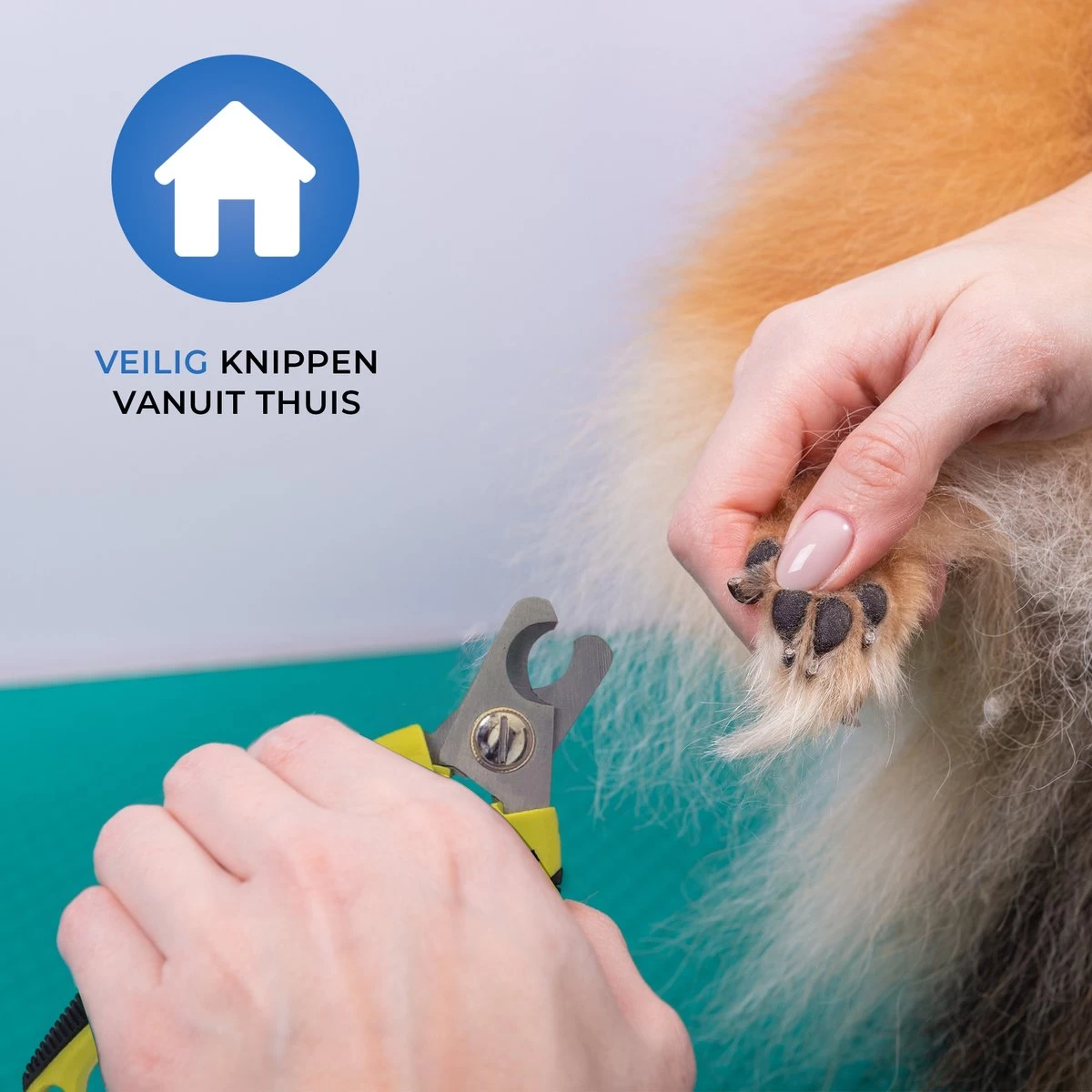 Professionele Nagelschaar - Dieren Nagelschaar - Honden Nagelknipper - Hondennagels - Honden Knip Schaar - Honden Knipschaar - Nageltang - Katten Schaar - Katten Nagelknipper - Met Veiligheidsstop En Nagelvijl - Poot Verzorging 4 Professionele Nagelschaar - Dieren Nagelschaar - Honden Nagelknipper - Hondennagels - Honden Knip Schaar - Honden Knipschaar - Nageltang - Katten Schaar - Katten Nagelknipper - Met Veiligheidsstop En Nagelvijl - Poot Verzorging - Afbeelding 2