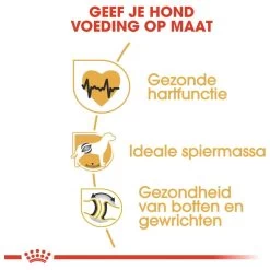 Royal Canin Rottweiler 12 KG 20 Royal Canin Rottweiler 12 KG -Katten Hondenbenodigdheden Winkel 1200x1200 648