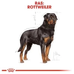 Royal Canin Rottweiler 12 KG 25 Royal Canin Rottweiler 12 KG -Katten Hondenbenodigdheden Winkel 1200x1200 651