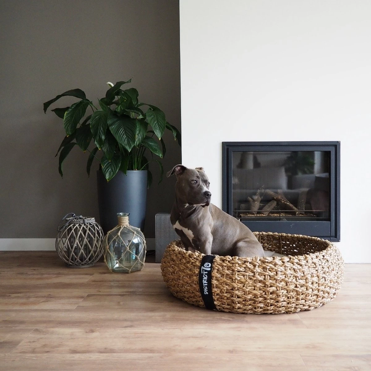 District 70 COCOON - Luxe Hondenmand Van Duurzaam Hoogwaardig Riet Met Zacht Kussen - Maten S/M/L - Large 10 District 70 COCOON - Luxe Hondenmand Van Duurzaam Hoogwaardig Riet Met Zacht Kussen - Maten S/M/L - Large - Afbeelding 8