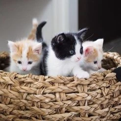 District 70 COCOON - Luxe Hondenmand Van Duurzaam Hoogwaardig Riet Met Zacht Kussen - Maten S/M/L - Large 31 District 70 COCOON - Luxe Hondenmand Van Duurzaam Hoogwaardig Riet Met Zacht Kussen - Maten S/M/L - Large -Katten Hondenbenodigdheden Winkel 1200x1200 80