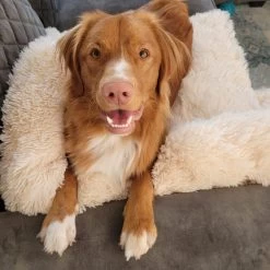 Origineel Hondendeken Voor Bank M – Hondenkleed Fluffy – Pluche Hondenbed - Hondenmand Premium - Volledig Afritsbaar - Beige -Katten Hondenbenodigdheden Winkel 1200x1200 833