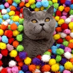 Make Me Purr Glitter Pompon Ballen (10 Stuks) - Kattenspeeltjes - Kattenspeelgoed - Speelgoed Voor Katten - Kat Speeltje Bal - Kitten Speeltjes Balletjes -Katten Hondenbenodigdheden Winkel 1200x1200 924