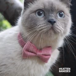 Kattenhalsband Velvet Met Strik | Halsband Kat | Kattenband Velours | Kattenbandje Velvet Met Strik, Veiligheidssluiting En Belletje In Roze -Katten Hondenbenodigdheden Winkel 1200x1200 961