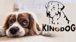 KingDog - Groot Honden- En Kattenbed 75 X 65 | Donkergrijs - Maat M -Katten Hondenbenodigdheden Winkel 1200x665 1