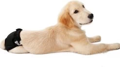 Loopsheidbroekje Hond - Zwart - Maat S - Hondenbroekje - Loopsheid Teef - Hondenluier - Wasbaar -Katten Hondenbenodigdheden Winkel 1200x674 1