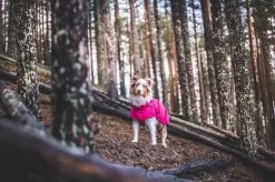 Rukka Pets Hase Raincoat - Lichtgewicht Hondenregenjas - In 2 Kleuren En 9 Maten - Kleur: Roze, Maat: Maat 40 -Katten Hondenbenodigdheden Winkel 1200x799 13