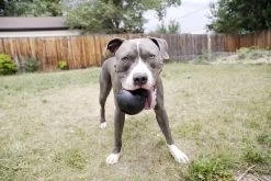 Kong Extreme 40 Kong Extreme -Katten Hondenbenodigdheden Winkel 1200x800 10