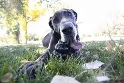 Kong Extreme 41 Kong Extreme -Katten Hondenbenodigdheden Winkel 1200x800 11