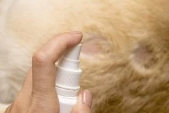 Petoxil Pet Spray Met Colloïdaal Zilver Is Speciaal Ontworpen Voor Gebruik Op Alle (huis) Dierensoorten. Revolutionair In Hygiëne 9 Petoxil Pet Spray Met Colloïdaal Zilver Is Speciaal Ontworpen Voor Gebruik Op Alle (huis) Dierensoorten. Revolutionair In Hygiëne -Katten Hondenbenodigdheden Winkel 1200x800 37