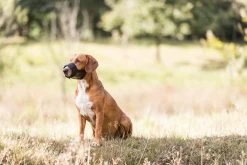 Trixie Muilkorf Polyester Met Gaas Inzet Zwart (M 19-26 CM) -Katten Hondenbenodigdheden Winkel 1200x800 44