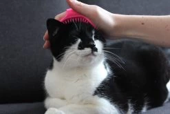 Merkloos Vacht Verzorgingsborstel Voor Hond En Kat (willekeurige Kleur) - Kattenborstel - Hondenborstel - Verstelbaar -Katten Hondenbenodigdheden Winkel 1200x800 83