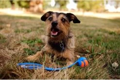 Chuckit! Chuckit Pro Ball - Werpstok - Apporteren- 25m Ver - 63 Cm -Katten Hondenbenodigdheden Winkel 1200x804 3