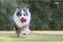 Kong Kauwbot - Hondenspeelgoed - Rood - S 23 Kong Kauwbot - Hondenspeelgoed - Rood - S -Katten Hondenbenodigdheden Winkel 1200x806 1
