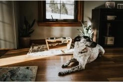 Verhoogde Voerbak Hond Met Standaard - RVS - Bamboe - Waterbak - Etensbak - Inhoud 1100ml & 900ml - Ergonomisch - Hout 12 Verhoogde Voerbak Hond Met Standaard - RVS - Bamboe - Waterbak - Etensbak - Inhoud 1100ml & 900ml - Ergonomisch - Hout -Katten Hondenbenodigdheden Winkel 1200x807