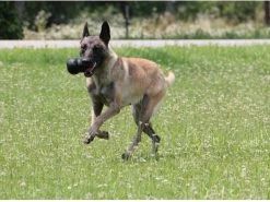 Kong Extreme 27 Kong Extreme -Katten Hondenbenodigdheden Winkel 1200x898