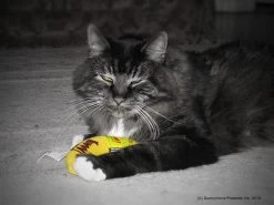 Yeowww! Chicata Banana - Speeltje Voor Katten Met Kattenkruid - De Meest Krachtige Catnip Ter Wereld – Onweerstaanbaar – Katoen – 17.7 Cm - Geel -Katten Hondenbenodigdheden Winkel 1200x900 24