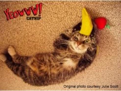 Yeowww! Chicata Banana - Speeltje Voor Katten Met Kattenkruid - De Meest Krachtige Catnip Ter Wereld – Onweerstaanbaar – Katoen – 17.7 Cm - Geel -Katten Hondenbenodigdheden Winkel 1200x907 1