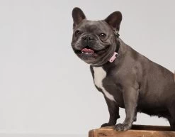 TICKLESS Teek En Vlo Afweer MINI HOND - GOUD (oplaadbare Versie Die Extra Lang Meegaat) -Katten Hondenbenodigdheden Winkel 1200x937 1