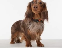 TICKLESS Teek En Vlo Afweer MINI HOND - GOUD (oplaadbare Versie Die Extra Lang Meegaat) -Katten Hondenbenodigdheden Winkel 1200x937 2