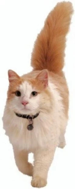 Petsafe 980 Kattenluik Magneetsleutel - Zilver -Katten Hondenbenodigdheden Winkel 478x1200