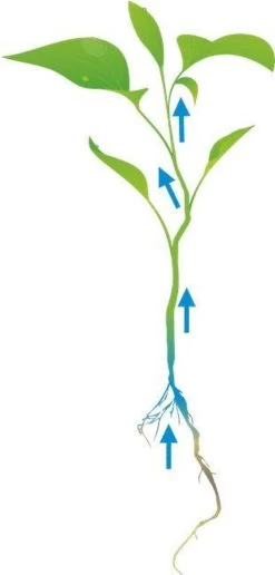 Cat's Best Oko Plus Korrels - Kattenbakvulling - 40 L -Katten Hondenbenodigdheden Winkel 574x1200 5