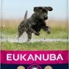 Eukanuba Developing Junior Large Breed Kip - Hondenvoer - 15 Kg -Katten Hondenbenodigdheden Winkel 577x1200 2
