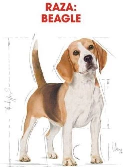 Royal Canin Beagle Adult - Hondenvoer - 12 Kg 11 Royal Canin Beagle Adult - Hondenvoer - 12 Kg -Katten Hondenbenodigdheden Winkel 883x1200