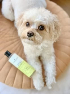 Fresh & Fluffy - Hondenshampoo Kamille / Patchouli - Geschikt Voor Alle Hondenrassen - Natuurlijk & Vegan Voor De Gevoelige Huid - 250ml -Katten Hondenbenodigdheden Winkel 899x1200 1