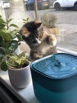 No Logo - 3L - Drinkfontein Voor Huisdieren, Water Fontein - Waterdispenser - Waterautomaat Drinkbakken 3L Voor Huisdieren Katten - Honden - Konijnen - Goud - Groen - Kattenfontein - Fontein - Drink - Bak - Drinkbak - Hond - Konijn - Kat - 2l - 1l - 13 No Logo - 3L - Drinkfontein Voor Huisdieren, Water Fontein - Waterdispenser - Waterautomaat Drinkbakken 3L Voor Huisdieren Katten - Honden - Konijnen - Goud - Groen - Kattenfontein - Fontein - Drink - Bak - Drinkbak - Hond - Konijn - Kat - 2l - 1l - -Katten Hondenbenodigdheden Winkel 899x1200 8