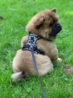 Antitrek Hondentuigje - Middelgrote Honden - Luipaard - Maat M - Borstring - Reflecterend -Katten Hondenbenodigdheden Winkel 900x1200 4