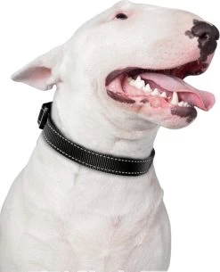 Halsband Hond - Reflecterend - Zwart - Maat M - Oersterk - Waterdicht - Hondenhalsband - Met Veiligheidssluiting - Geschikt Voor Iedere Hondenriem - Voor Middelgrote Honden -Katten Hondenbenodigdheden Winkel 972x1200 1