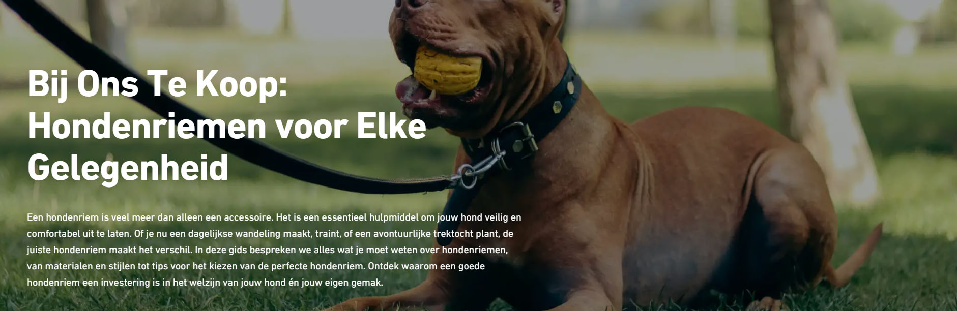 Katten Hondenbenodigdheden Winkel -Katten Hondenbenodigdheden Winkel fgfgf