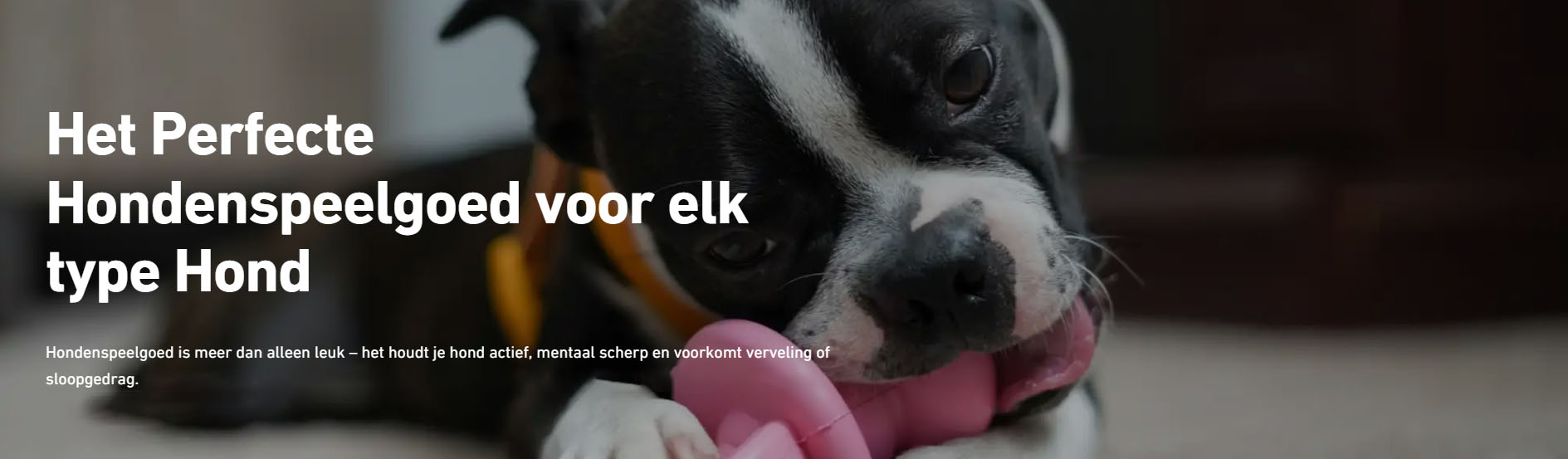 Katten Hondenbenodigdheden Winkel -Katten Hondenbenodigdheden Winkel serr